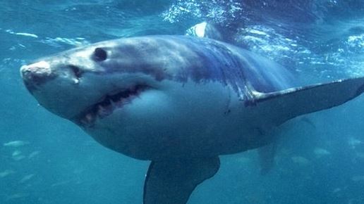 Αυστραλία: Μέτρα και αντιδράσεις για τους καρχαρίες