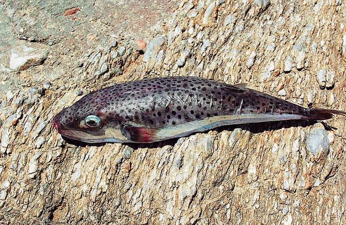 Σε κώμα επειδή έφαγαν λαγοκέφαλο