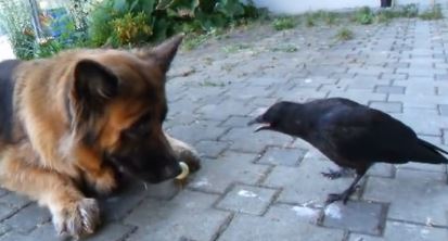 ΒΙΝΤΕΟ-Σκύλος, κοράκι και μπαλάκι του πινγκ πονγκ