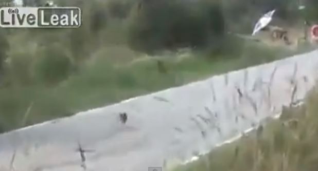 BINTEO-Ένας λαγός στο ράλι των αυτοκινήτων