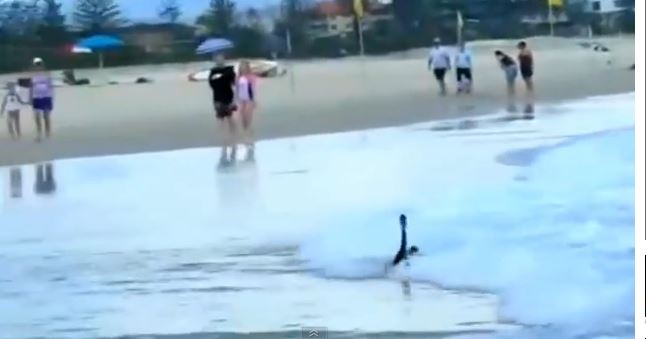 ΒΙΝΤΕΟ-Κύκνοι κάνουν… σερφ