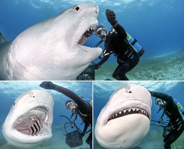 ΦΩΤΟ-Ταΐζει καρχαρία στο στόμα