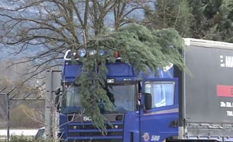 ΒΙΝΤΕΟ-Δέντρο έπεσε σε διερχόμενο φορτηγό