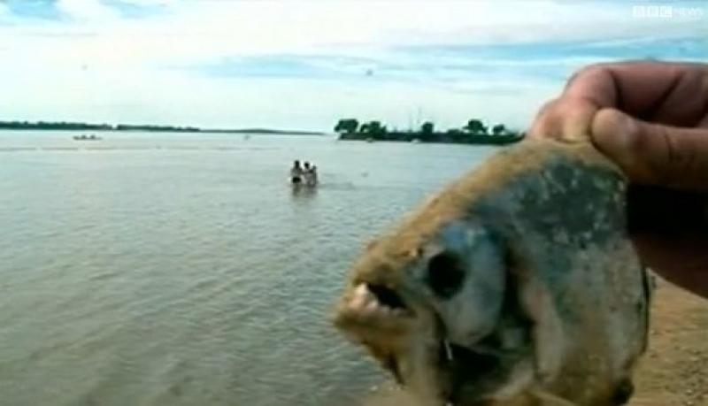 ΒΙΝΤΕΟ-Ρεπορτάζ από την επίθεση των πιράνχας