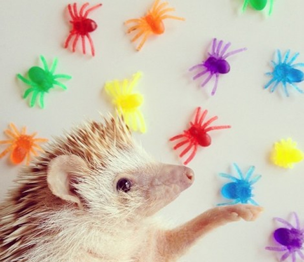 Perierga.gr - Ο πιο διάσημος σκαντζόχοιρος! Perierga.gr - Ο πιο διάσημος σκαντζόχοιρος!