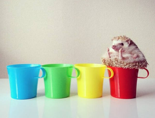 Perierga.gr - Ο πιο διάσημος σκαντζόχοιρος! Perierga.gr - Ο πιο διάσημος σκαντζόχοιρος!