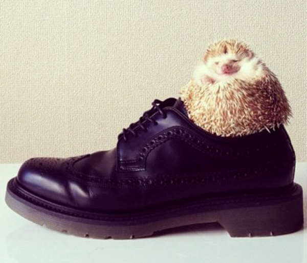 Perierga.gr - Ο πιο διάσημος σκαντζόχοιρος! Perierga.gr - Ο πιο διάσημος σκαντζόχοιρος!