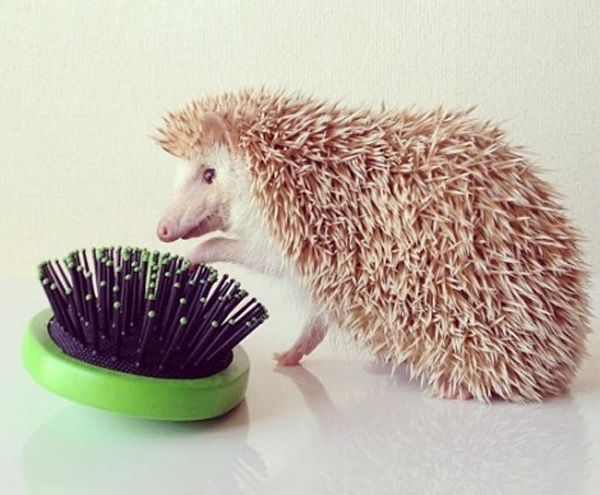 Perierga.gr - Ο πιο διάσημος σκαντζόχοιρος! Perierga.gr - Ο πιο διάσημος σκαντζόχοιρος!