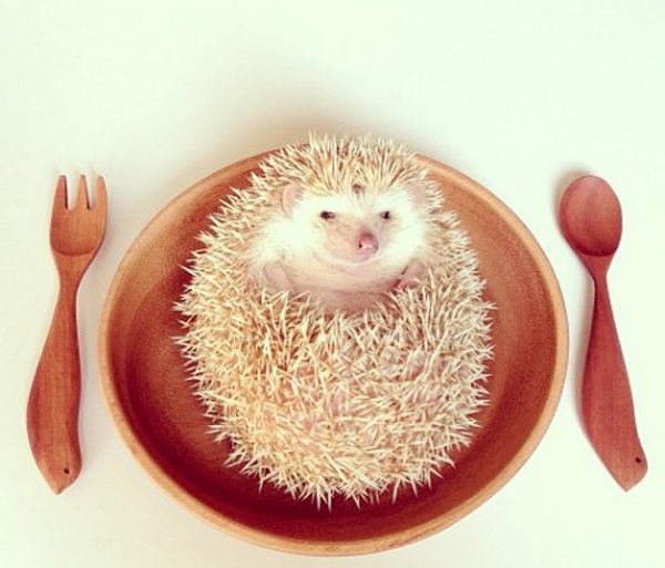 Perierga.gr - Ο πιο διάσημος σκαντζόχοιρος! Perierga.gr - Ο πιο διάσημος σκαντζόχοιρος!