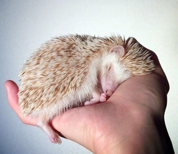 Perierga.gr - Ο πιο διάσημος σκαντζόχοιρος! Perierga.gr - Ο πιο διάσημος σκαντζόχοιρος!