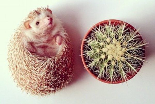 Perierga.gr - Ο πιο διάσημος σκαντζόχοιρος! Perierga.gr - Ο πιο διάσημος σκαντζόχοιρος!