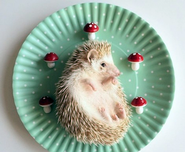 Perierga.gr - Ο πιο διάσημος σκαντζόχοιρος! Perierga.gr - Ο πιο διάσημος σκαντζόχοιρος!