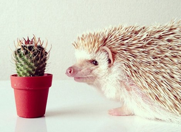 Perierga.gr - Ο πιο διάσημος σκαντζόχοιρος! Perierga.gr - Ο πιο διάσημος σκαντζόχοιρος!