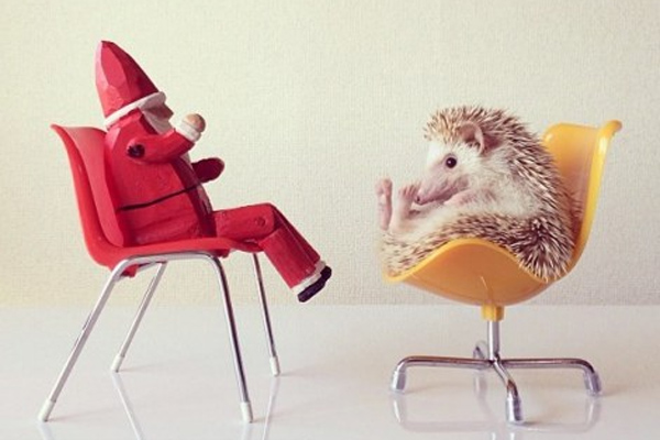 Perierga.gr - Ο πιο διάσημος σκαντζόχοιρος! Perierga.gr - Ο πιο διάσημος σκαντζόχοιρος!