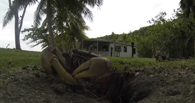 ΒΙΝΤΕΟ-Κάβουρας κλέβει κάμερα