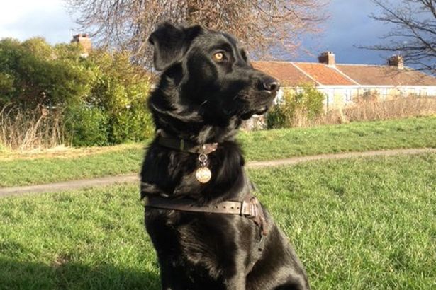 Μια σκυλίτσα της έσωσε τη ζωή