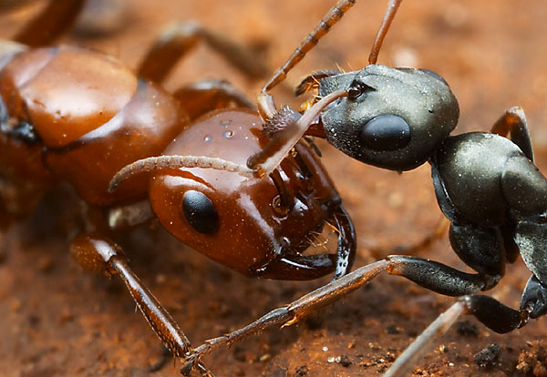 Η NASA στέλνει μυρμήγκια στο διάστημα