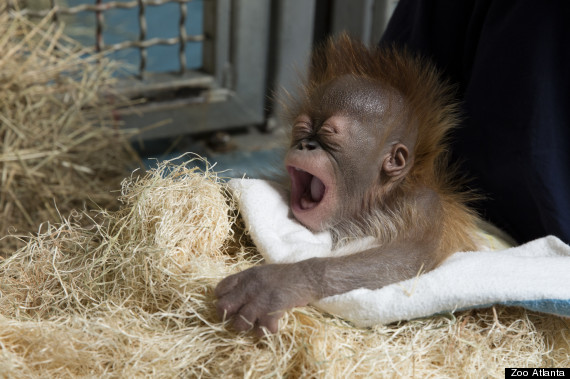 ΒΙΝΤΕΟ-ΦΩΤΟ-Ο μικρός Ουρακοτάγκος που λατρεύει τα φλας!