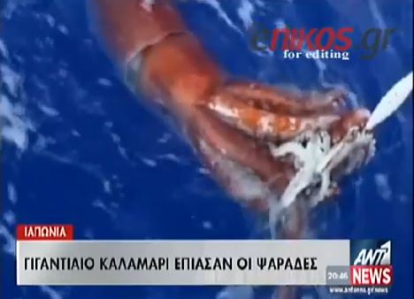 ΒΙΝΤΕΟ-Γιγαντιαίο καλαμάρι έπιασαν ψαράδες