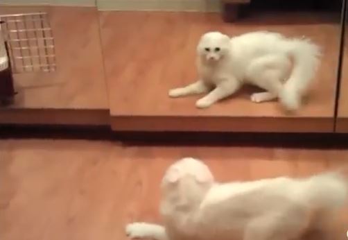 ΒΙΝΤΕΟ-Τα ζώα στον… καθρέφτη