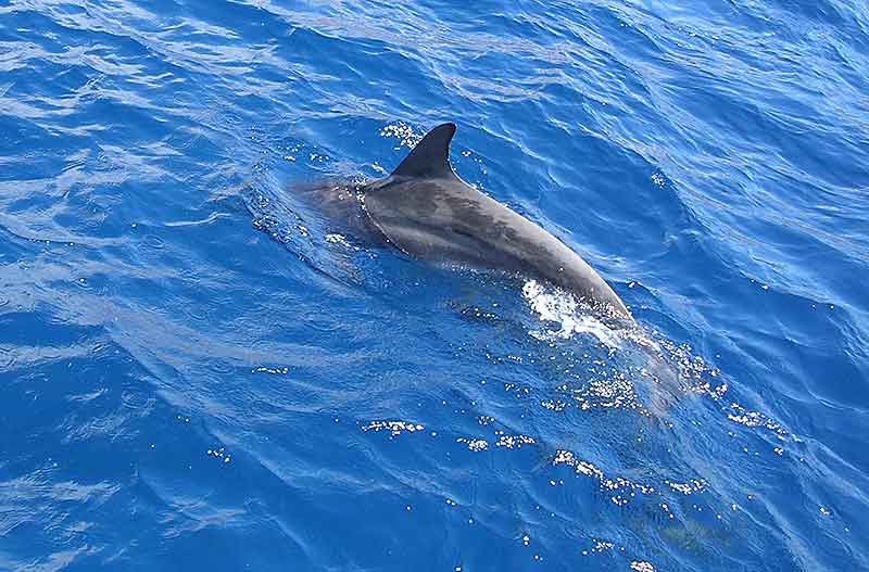 ΒΙΝΤΕΟ-Δελφίνια «παίζουν» στο Κρυονέρι