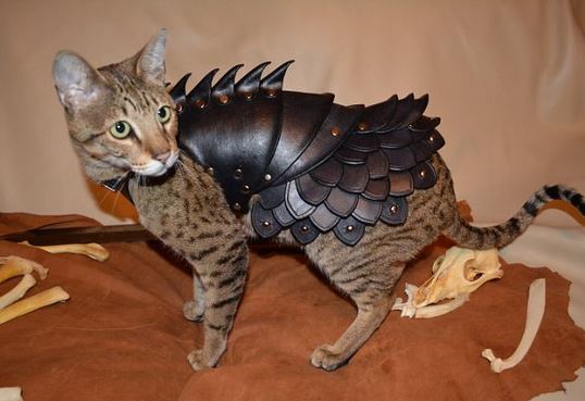 ΦΩΤΟ-Η γάτα με την πανοπλία