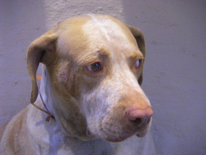 ΦΩΤΟ-«Έσβησε» την Πρωτοχρονιά ο διάσημος σκύλος της Πάρου