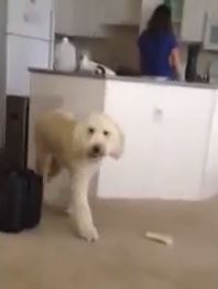 ΒΙΝΤΕΟ-“Σκύλε πιάσε μου μια μπύρα”