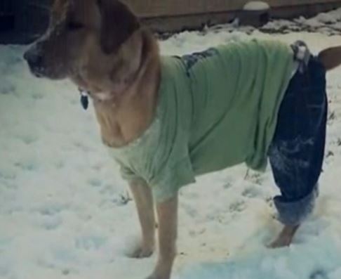 Λαμπραντόρ θετικό σε «χρήση» μαριχουάνας-κοκαΐνης