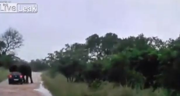 ΒΙΝΤΕΟ-Ελέφαντας αναποδογυρίζει αυτοκίνητο με τουρίστες