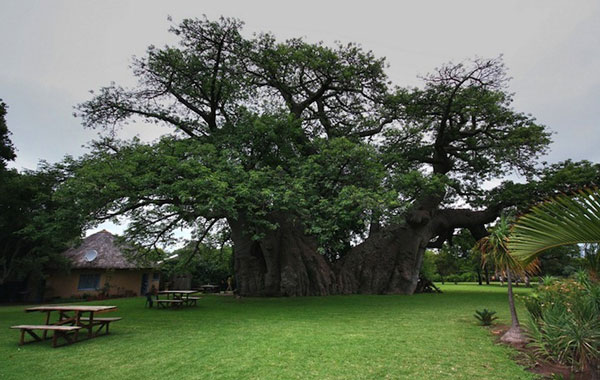 ΦΩΤΟ-Μπαρ μέσα σε… δέντρο