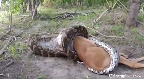 ΒΙΝΤΕΟ-Πύθωνας πνίγει και καταπίνει αντιλόπη