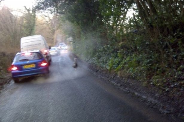 Στρουθοκάμηλος προκάλεσε κυκλοφοριακό χάος