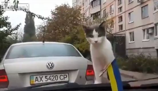 ΒΙΝΤΕΟ-Η περιέργεια έφαγε τη γάτα