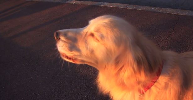 ΒΙΝΤΕΟ-Ο σκύλος… σειρήνα