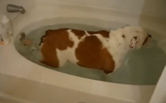 ΒΙΝΤΕΟ-Το μπάνιο δεν αρέσει ούτε στα…σκυλιά