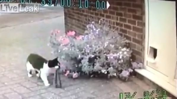 ΒΙΝΤΕΟ-Η “κλεπτομανής” γάτα