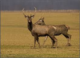 Αυστραλία-Μάστιγα τα… άγρια ελάφια