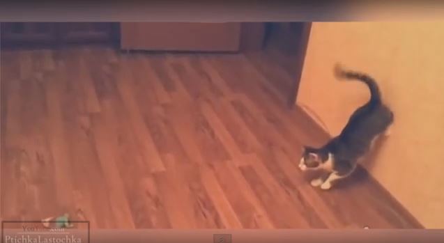 ΒΙΝΤΕΟ- Αυτές οι γάτες δεν είναι τόσο… πονηρές