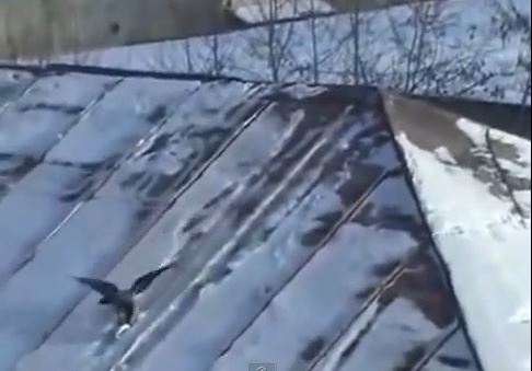 ΒΙΝΤΕΟ-Γεράκι κάνει…snowboard