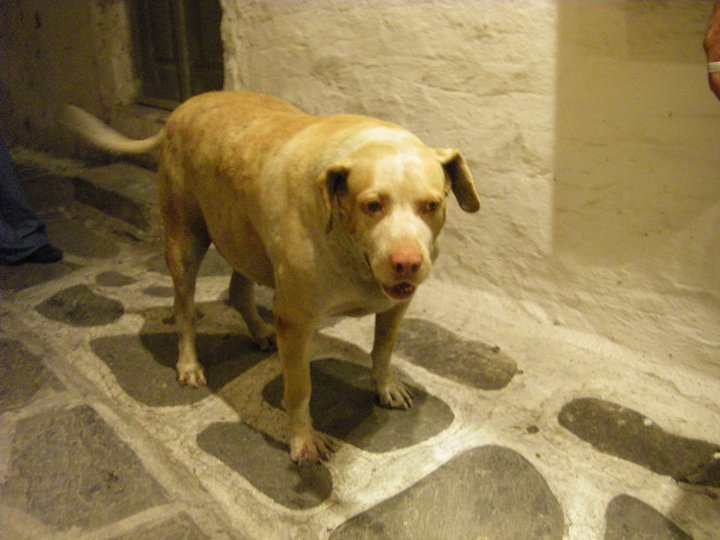 Πέθανε ο διάσημος σκύλος της Πάρου