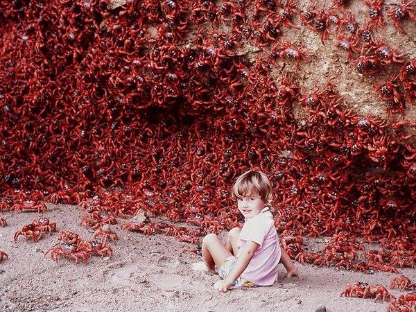 ΦΩΤΟ-Καβούρια “έπνιξαν” το νησί των Χριστουγέννων