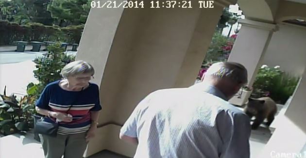 ΒΙΝΤΕΟ-Δεν είδαν την αρκούδα στην πόρτα