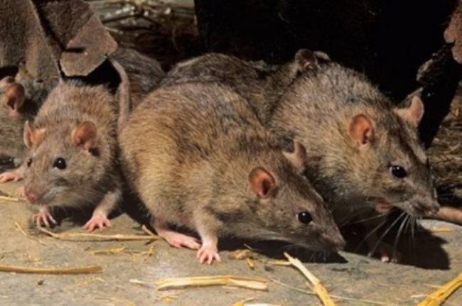 Κήρυξαν την περιοχή…”αρουραιόπληκτο” !