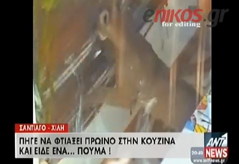 ΒΙΝΤΕΟ-Ένα πούμα στην κουζίνα