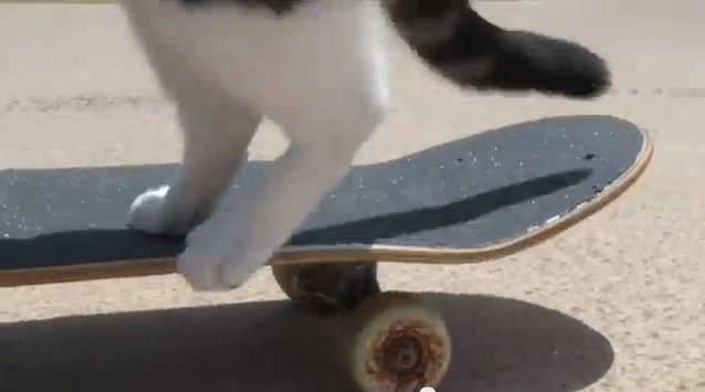 ΒΙΝΤΕΟ-Γατάκια, αυτό θα πει skateboard