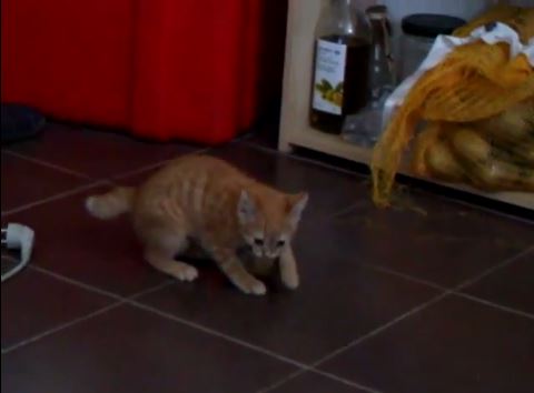 ΒΙΝΤΕΟ-Γατάκι Vs πατάτας