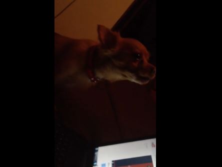 ΒΙΝΤΕΟ-Σκύλος “τραγουδάει” με το “Καφέ της Χαράς”