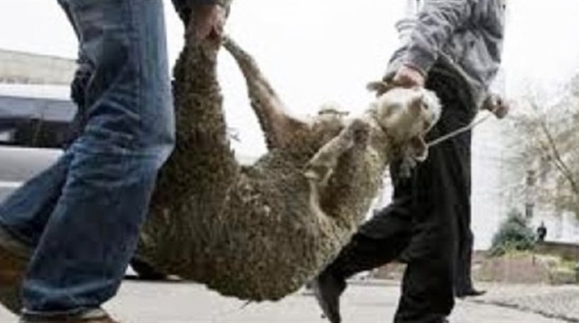 «Που είναι τα αρνιά; Τα έφαγα!»