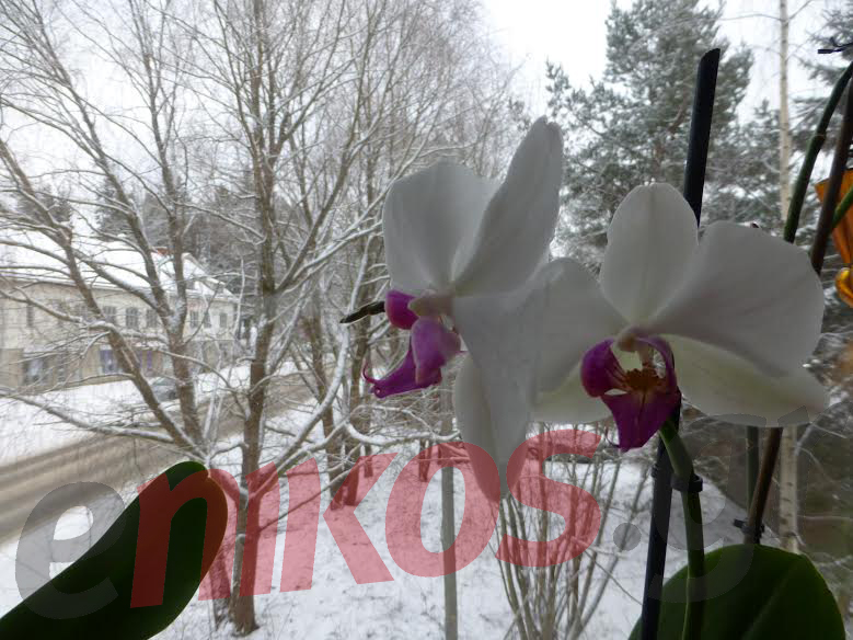 ΦΩΤΟ-Ορχιδέες με φόντο… χιόνι